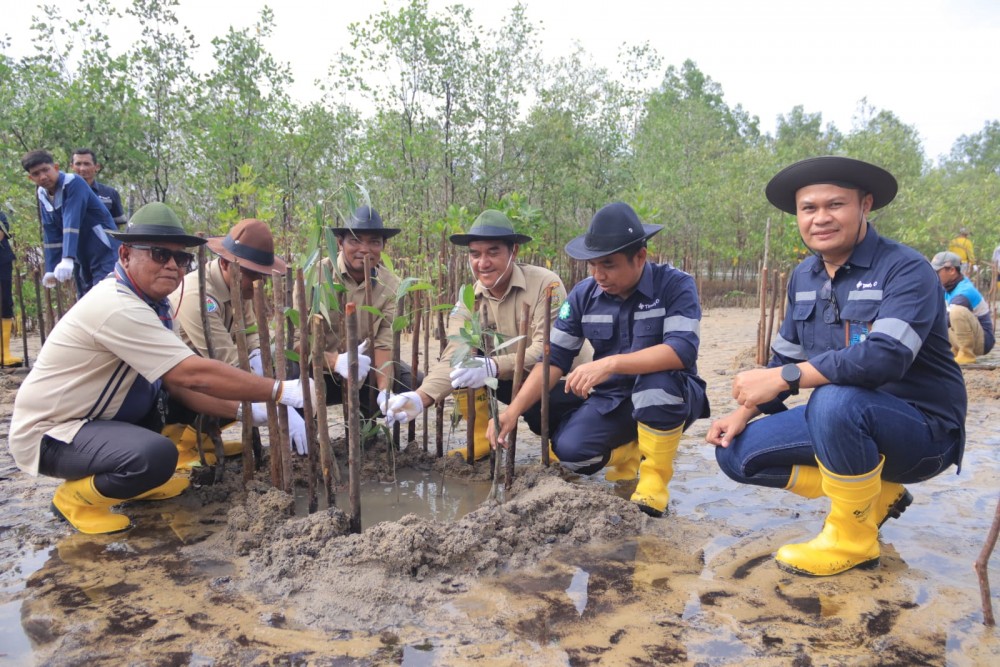 PT Timah Bersama Masyarakat Tanam 2500 Pohon Mangrove di Pantai Batu Kucing