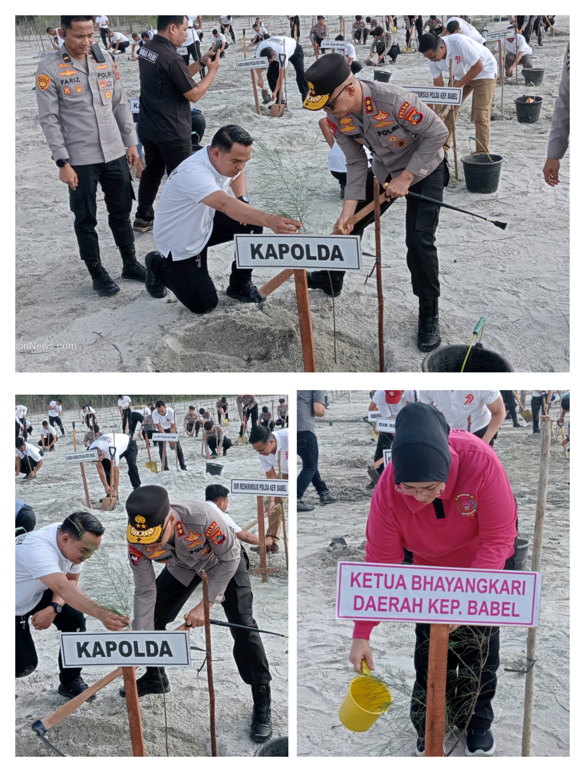 Polda Babel dan Polres Jajaran Tanam 7000 Bibit Pohon Serentak, Peringatan HUT Bhayangkara Ke-79